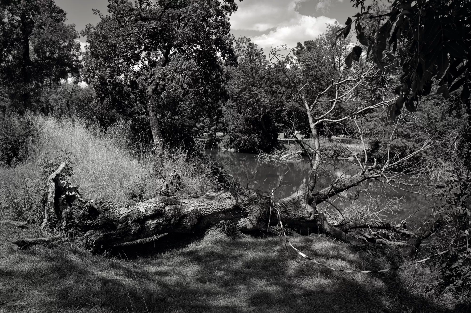 L’arbre brisé